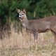 Roe deer observing on dry grassland in autumn nature - PhotoDune Item for Sale