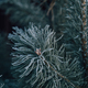 One pine branch with frosty white frost on a snowy background. High quality photo - PhotoDune Item for Sale