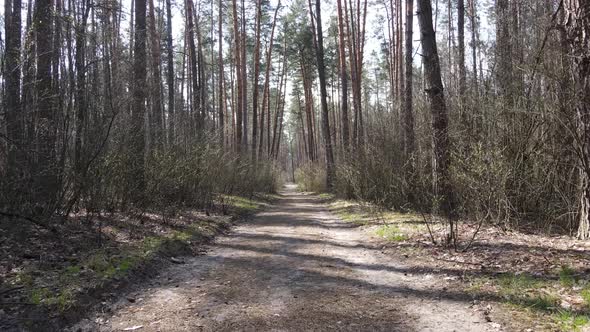 Aerial View of the Road Inside the Forest alt