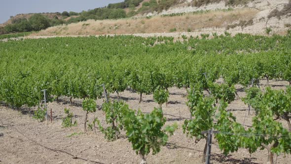 Wide Shot Field of Vinegrape Growing on Cyprus Mountains Outdoors alt