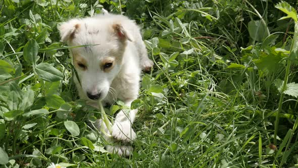 Young white domestic  puppy 4K 2160p 30fps UltraHD footage - Close-up of playful little dog in the g