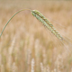 barley growing - PhotoDune Item for Sale