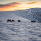 Winter landscape with a herd of horses and snowy mountain slopes - PhotoDune Item for Sale