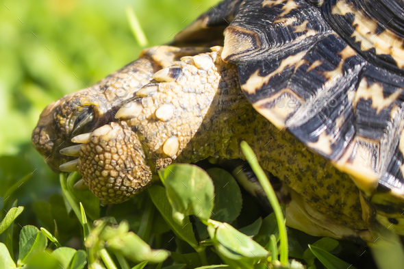Close up of a cute African Leopard Tortoise eating clovers in a green field - Stock Photo - Images