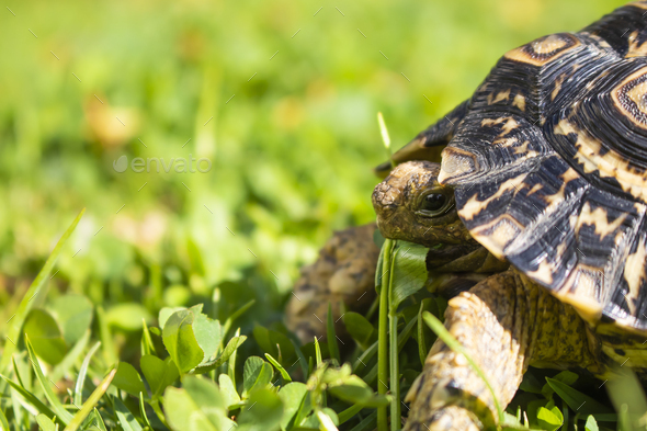 Close up of a cute African Leopard Tortoise eating clovers in a green field - Stock Photo - Images