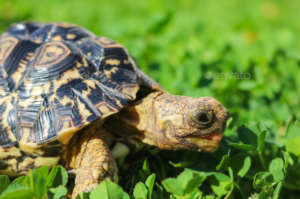 Close up of a cute African Leopard Tortoise searching for clovers in a green field - Stock Photo - Images