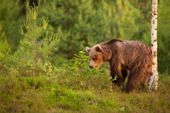 Brown bear scratching its back on a birch tree in summer nature