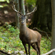 Red deer looking to the camera in forest in vertical shot - PhotoDune Item for Sale