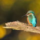 Common kingfisher sitting on branch in autumn sunlight - PhotoDune Item for Sale