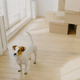 Photo of pedigree russel terrier dog poses in empty spacious room - PhotoDune Item for Sale
