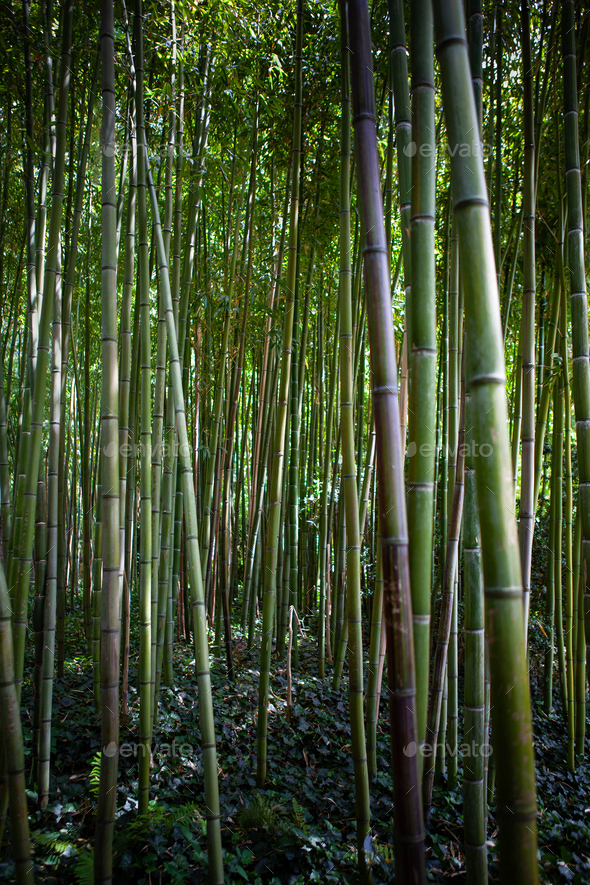 Plant background of foliage and bamboo - Stock Photo - Images