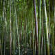 Plant background of foliage and bamboo - PhotoDune Item for Sale