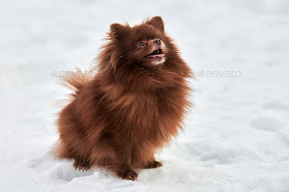 Happy Pomeranian Spitz dog on winter outdoor walking full size profile portrait cute chocolate Spitz