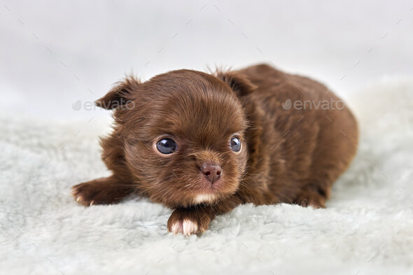 Little fashion chihuahua puppies