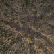 Aerial view of a forest with bare trees in the winter season - PhotoDune Item for Sale