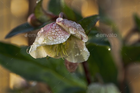 helleborus orientalis in the winter flowering Stock Photo by compuinfoto