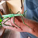 Huge mantis on hand - PhotoDune Item for Sale