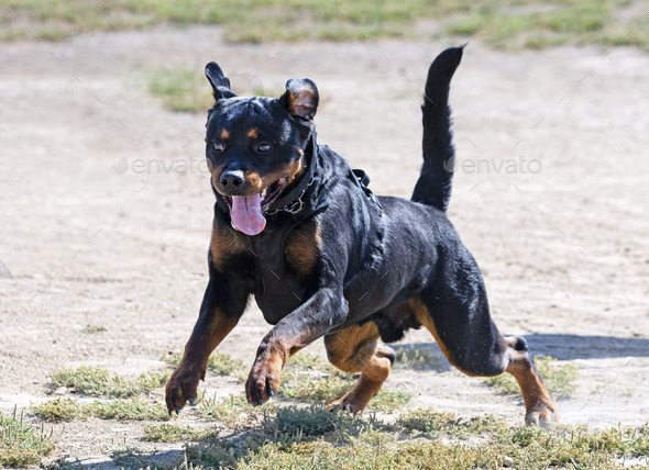 training of rottweiler - Stock Photo - Images