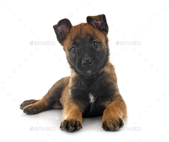 puppy malinois and cat - Stock Photo - Images