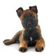 puppy malinois and cat - PhotoDune Item for Sale