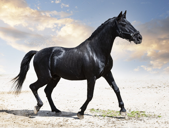 black stallion in nature - Stock Photo - Images