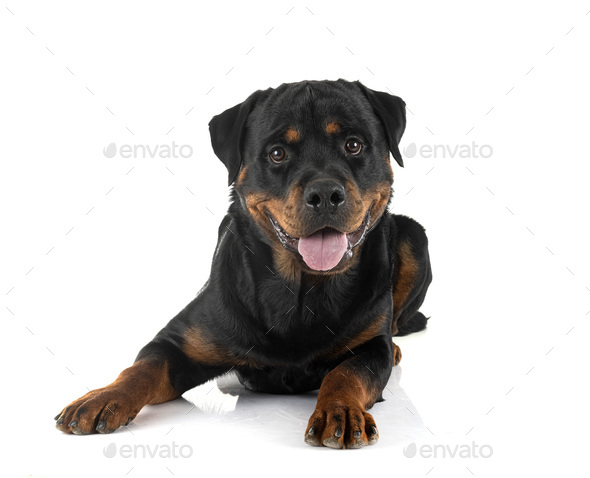 rottweiler in studio - Stock Photo - Images