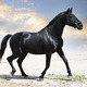 black stallion in nature - PhotoDune Item for Sale