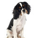 young cavalier king charles - PhotoDune Item for Sale