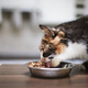 Cat is eating from metal bowl at home - PhotoDune Item for Sale