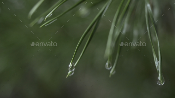 Rain Drops On Evergreen Branch