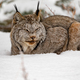 Sleepy Canada Lynx Lynx canadensis in winter snow - PhotoDune Item for Sale