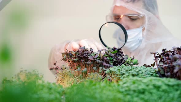 A Scientist Looks at the Leaves of a Microgreen Under a Magnifying Glass Closeup alt