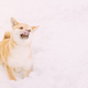 Curious Young Japanese Small Size Shiba Inu Dog Play Outdoor In Snow, Snowdrift At Sunny Winter Day - PhotoDune Item for Sale
