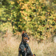 Beautiful Dobermann dog funny sitting outdoor in dry grass in autumn day. Funny Doberman Pinscher - PhotoDune Item for Sale