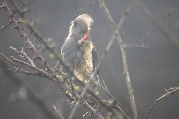 Coliidae Mousebird sitting on tree branch scratching its head on a rainy overcast day. - Stock Photo - Images