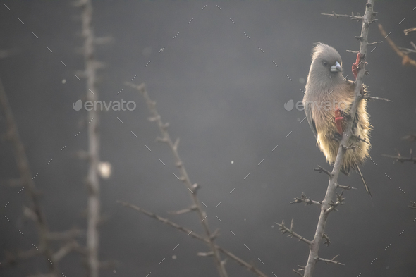 Coliidae Mousebird sitting on tree branch on a rainy overcast day. - Stock Photo - Images