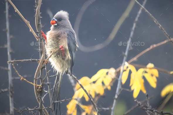 Coliidae Mousebird sitting on tree branch on a rainy overcast day eating a red berry. - Stock Photo - Images