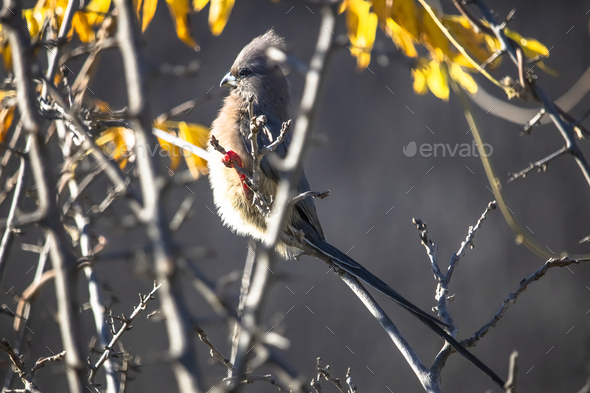 Coliidae Mousebird sitting on tree branch basking in the sun. - Stock Photo - Images
