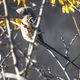 Coliidae Mousebird sitting on tree branch cleaning itself at sunrise. - PhotoDune Item for Sale