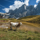 A cow close to lake at Baita Segantini mountain with Cimon della Pala peak and refuge in background - PhotoDune Item for Sale