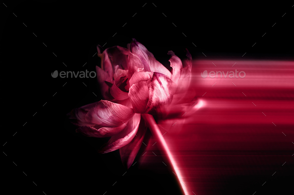 Close up of dried parrot tulip - Stock Photo - Images