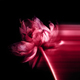 Close up of dried parrot tulip - PhotoDune Item for Sale