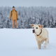 Happy labrador retriver running in deep snow - PhotoDune Item for Sale