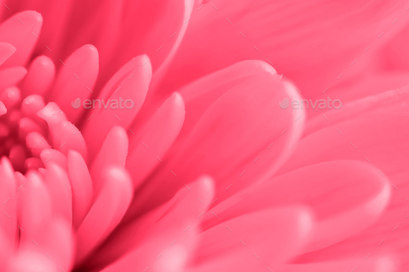 Trendy color 2023. Via magenta color background - Stock Photo - Images