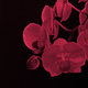 Branch of orchid flowers on dark background in neon light. Color of the year 2023, viva magenta. - PhotoDune Item for Sale