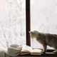 Grey cat sitting on the windowsill and Cup of hot tea and an open book with a sweater on windowsill - PhotoDune Item for Sale