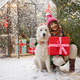 Woman with dog celebrates winter holidays - PhotoDune Item for Sale