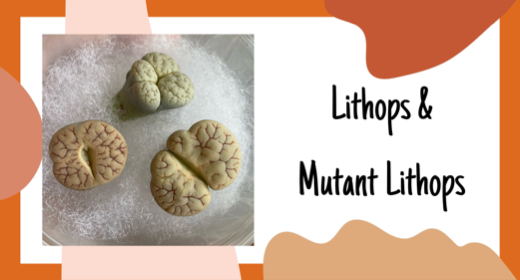 Lithops & Mutant Lithops