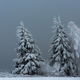 Winter landscape with snowy fir trees and forest. Christmas - PhotoDune Item for Sale