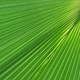 Green palm tree leaf macro - PhotoDune Item for Sale
